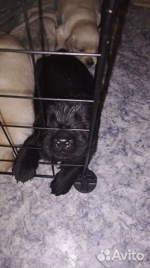 Щенки лабрадора