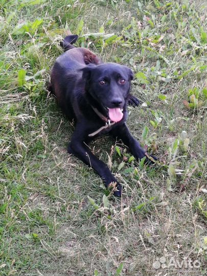 Охранница в добрые руки