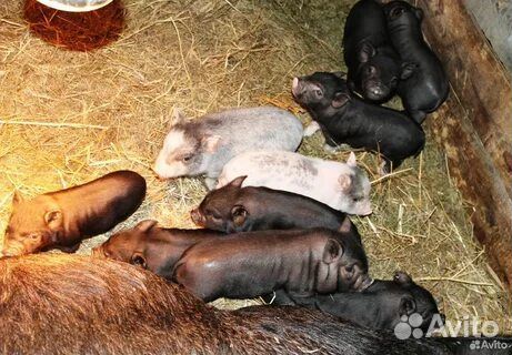 Вьетнамские вислобрюхие поросята