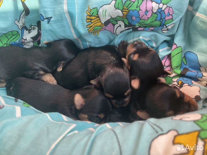 Йоркширский терьер щенки