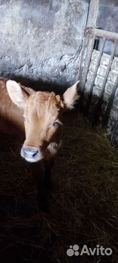 Бычок красногорбатовской породы