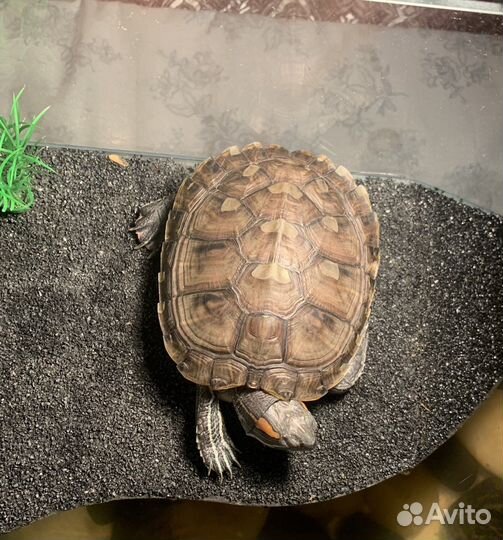 Красноухая черепаха