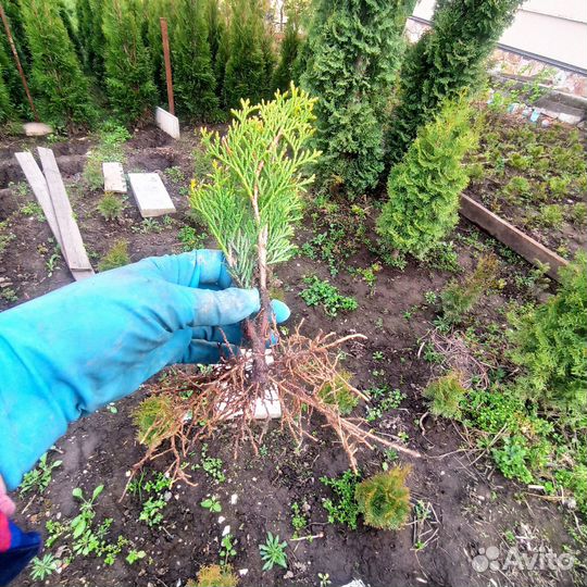 Туя смарагд саженцы