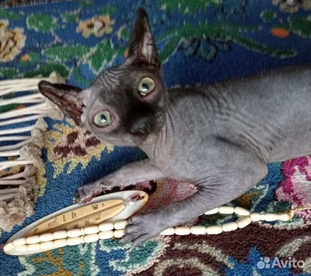 Као Мани Сфинкс Эльф Индиго