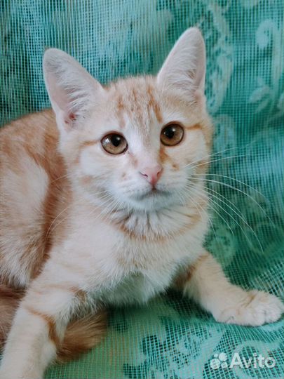 Кошечка Эсми ищет дом