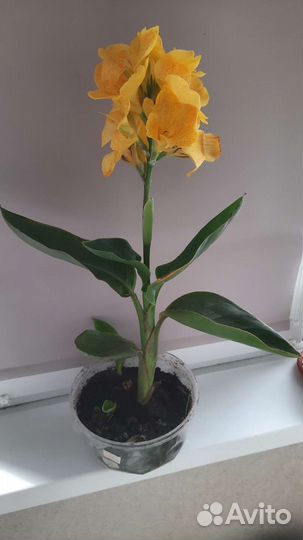 Канны 10 видов