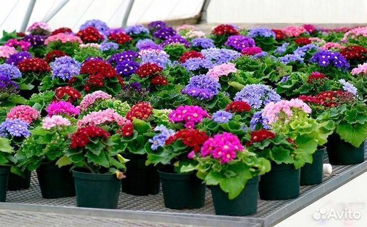 Рассада / Цветы