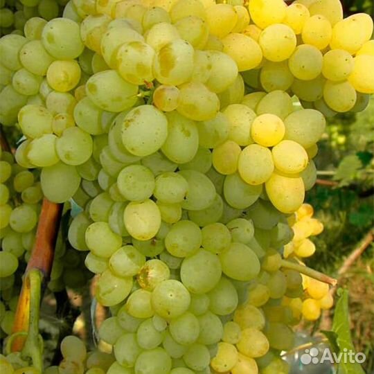 Саженцы виноград Киш миш