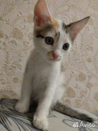 Кошки в добрые руки