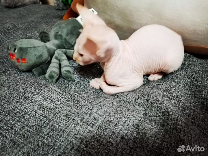 Канадский сфинкс