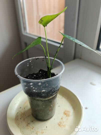 Антуриум красный крупный