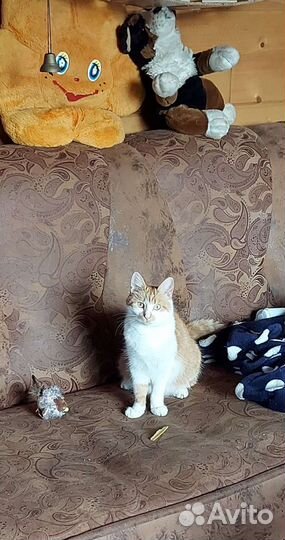 Рыжуня Муся