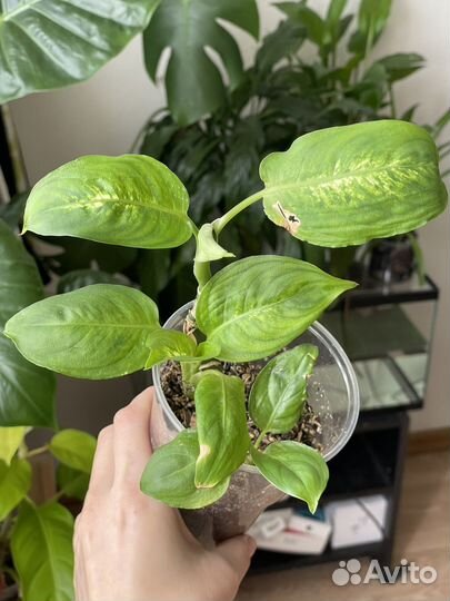 Диффенбахия