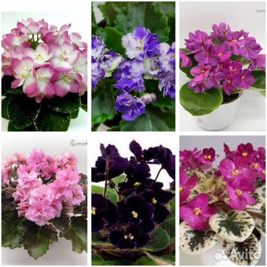 Фиалки набор