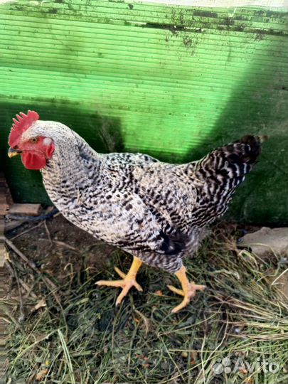 Петух гриз бар