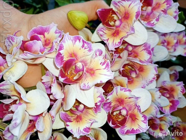 P.Little Gem Stripe '5210'