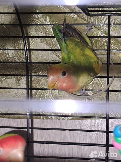 Неразлучники птенец