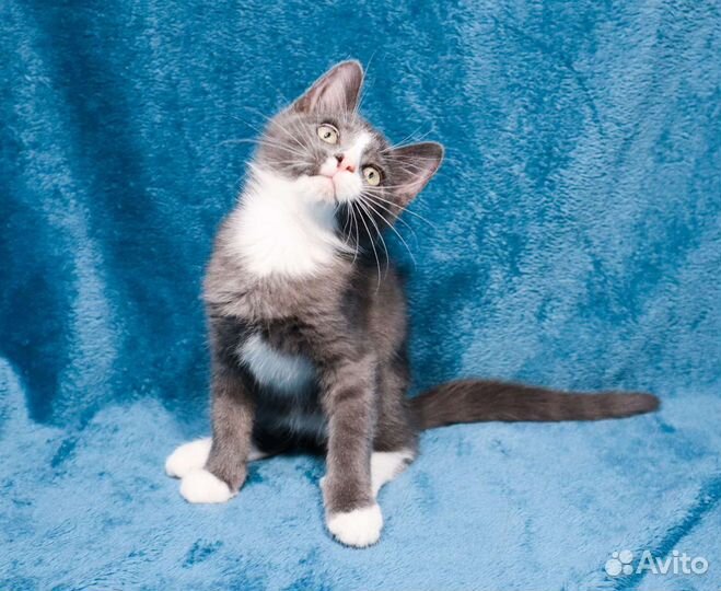 Серый котёнок