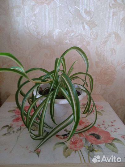 Хлорофитум кудрявый