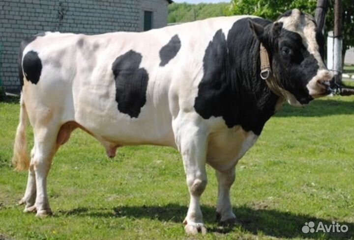 Бычки на доращивание телята