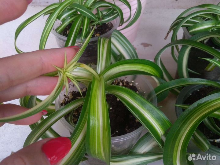 Хлорофитум бонни кудрявый