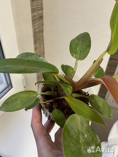 Филодендроны