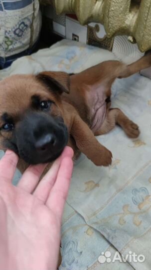 Тайский риджбек