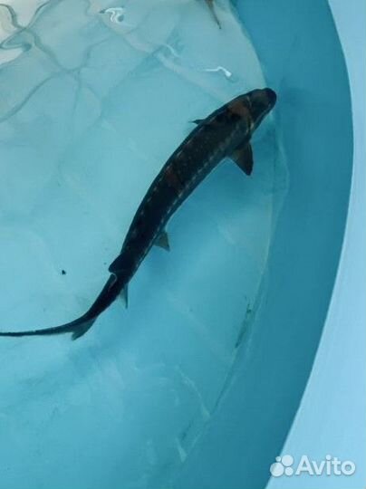 Малёк, живая рыба