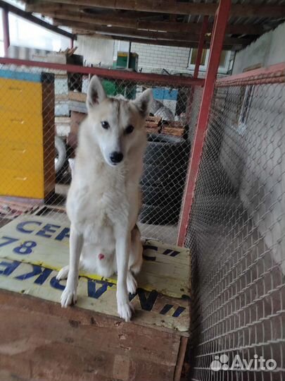 Лайка на случку