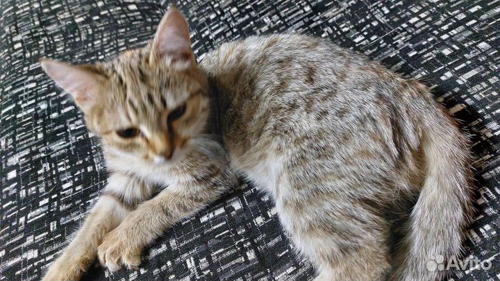 Котёнок девочка