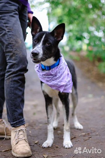 Бездомная собака