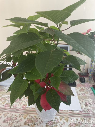 Пуансеттия