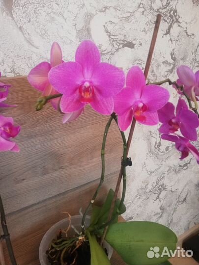 Орхидея фаленопсис