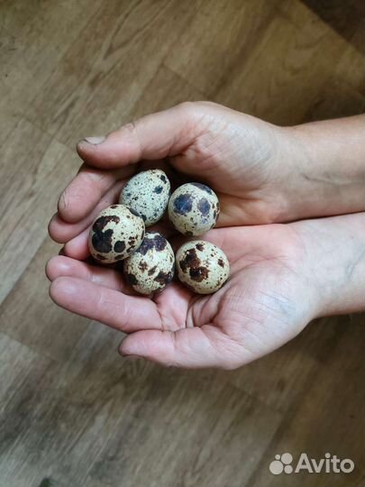 Яйца перепелиные