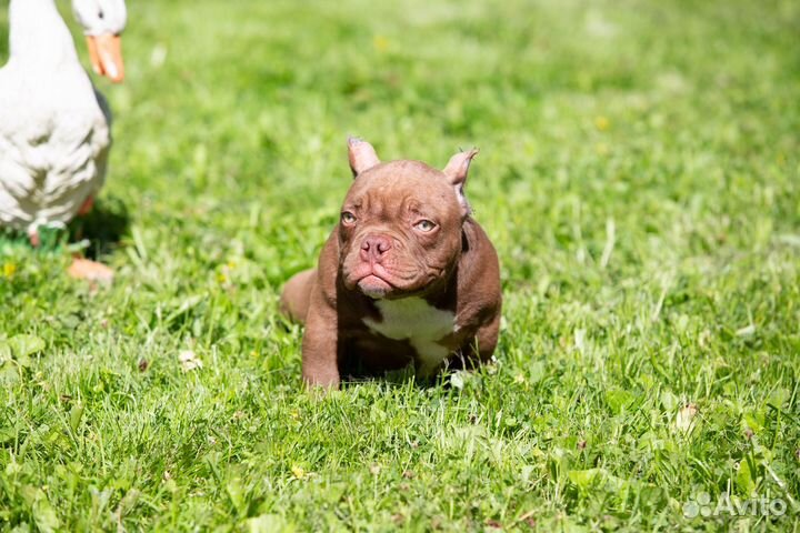 Американский булли микро экзот