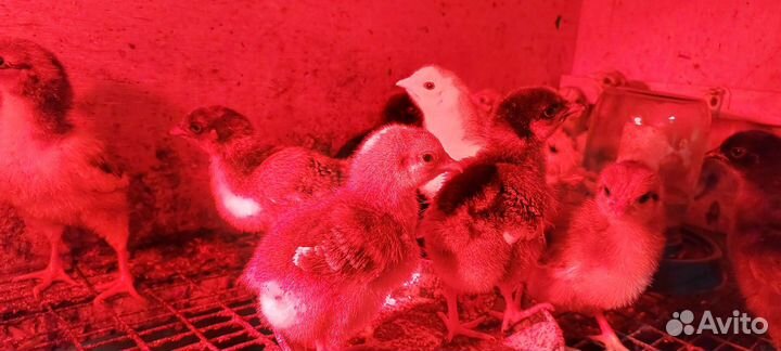 Маран черно медный