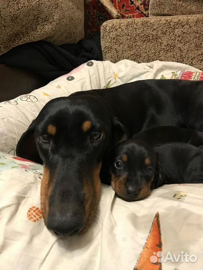 Стандартные девочки таксы