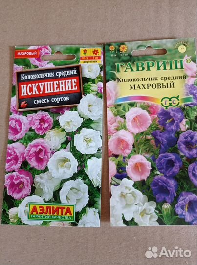 Колокольчик средний махровый