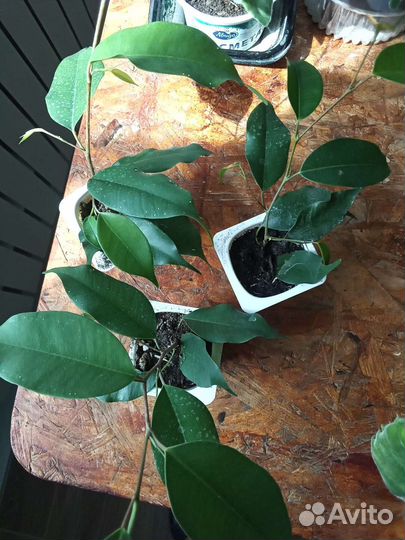 Фикус бенджамина