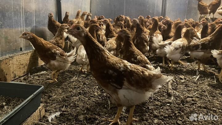 Куры несушки в наличии
