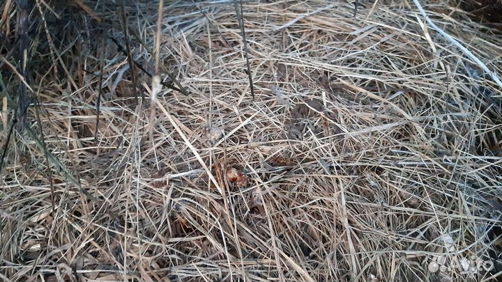 Сено в рулонах