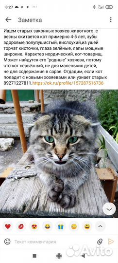Вислоухий кот ищет дом