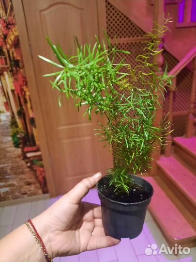 Аспарагус шпренгера