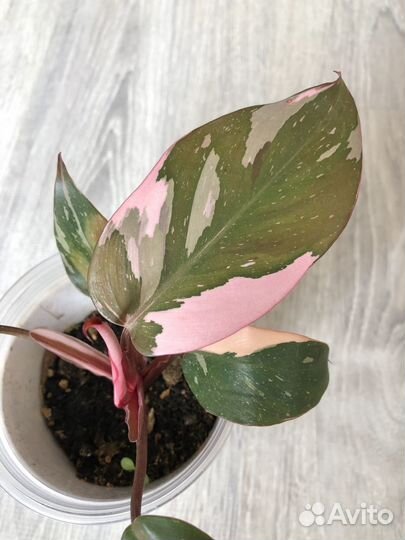 Филодендрон розовая принцесса