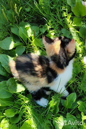 Трёхцветный котенок девочка в добрые руки