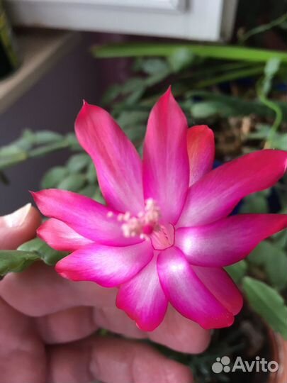 Цветок декабрист