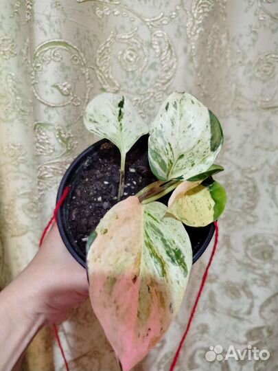 Комнатные цветы