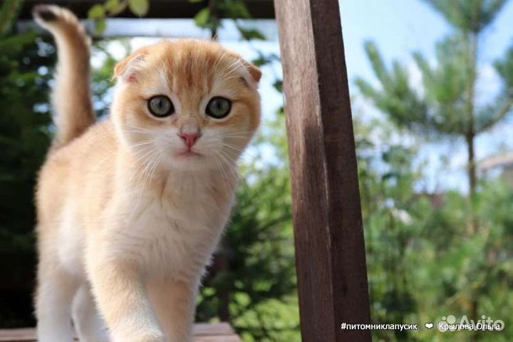 Шотландские и британские золотые котята