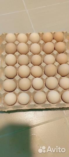 Инкубационное яйцо