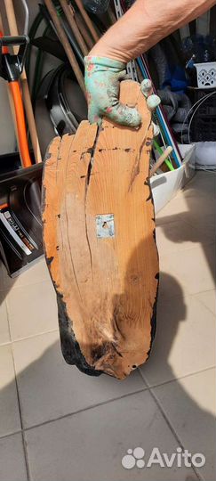 Чучело ястреба